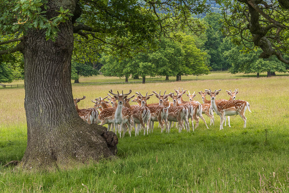 Chatsworth Park Chatsworth Park