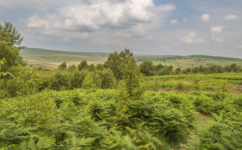 Ramsley Moor Ramsley Moor