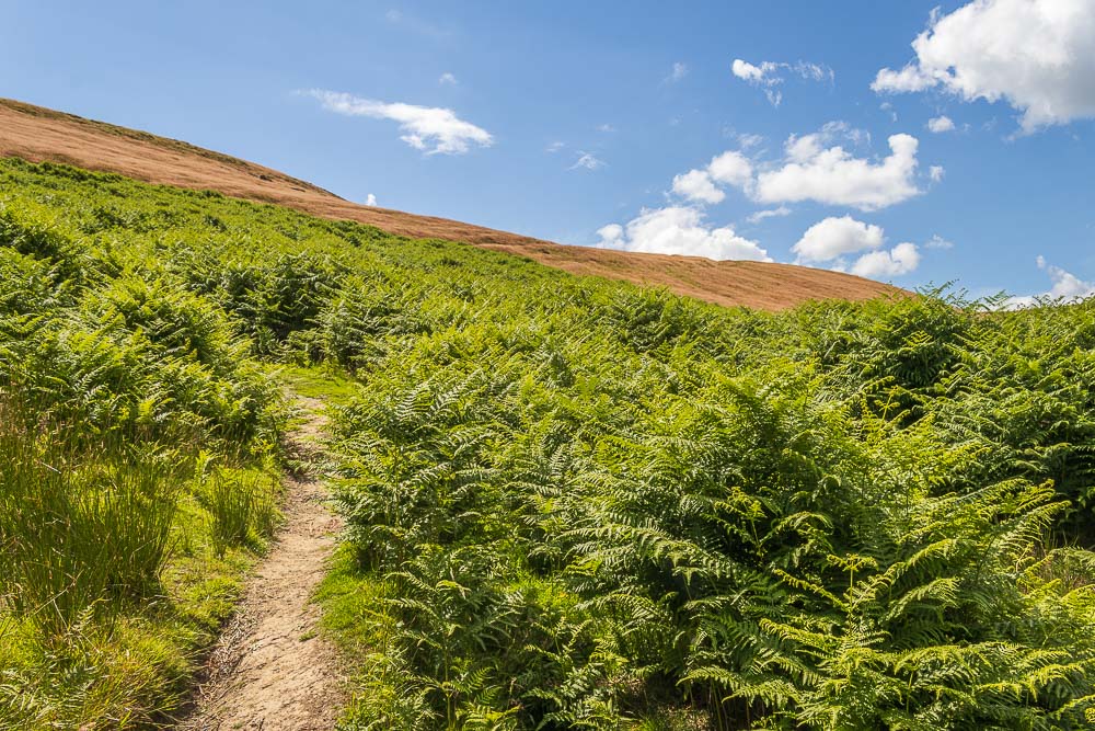 Offerton Edge Offerton Edge