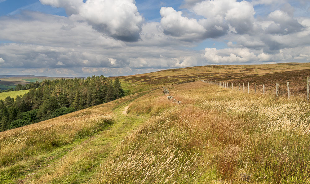 Greystones Moss